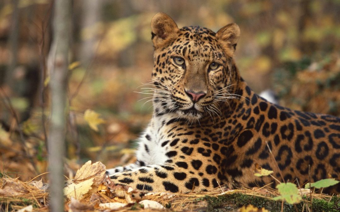 Amur Leopard: The Most Endangered Cat In The World