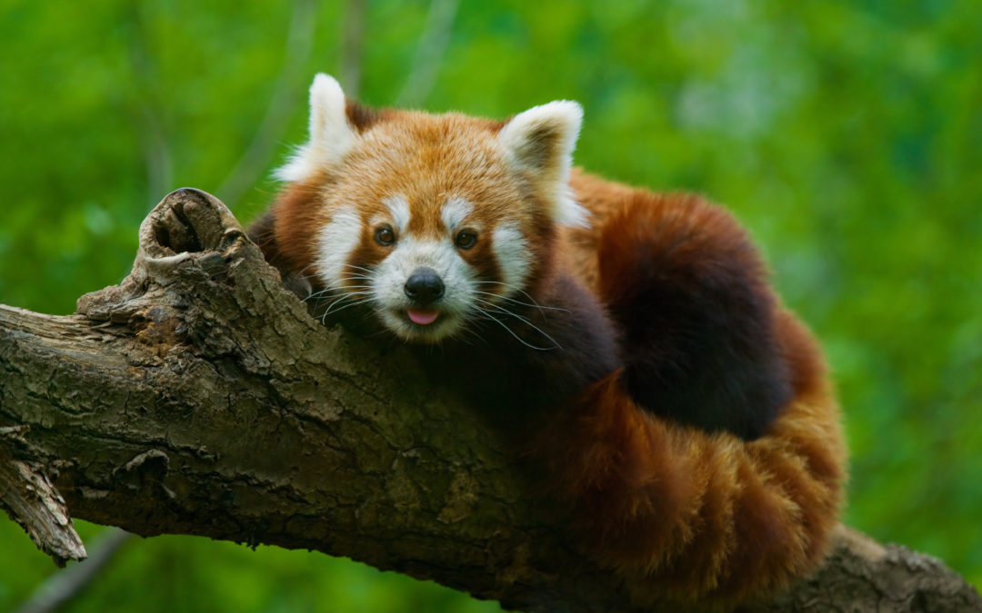 The Endangered Red Panda: What Makes Them So Special