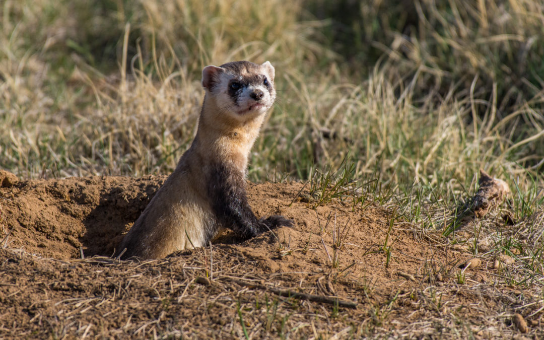 The Struggle To Save The Black-Footed Ferret And What You Can Do To Help