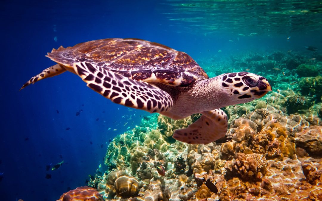 What You Must Know About The Endangered Hawksbill Turtle