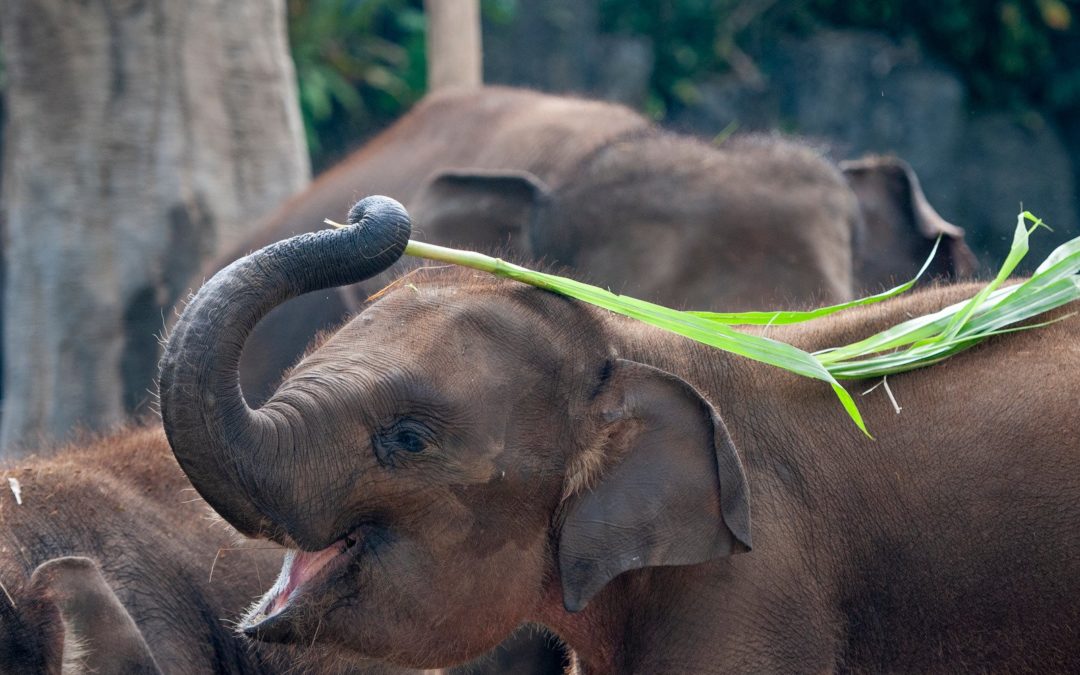 The Sumatran Elephant: A Rare, Gifted Animal Who Needs Our Help