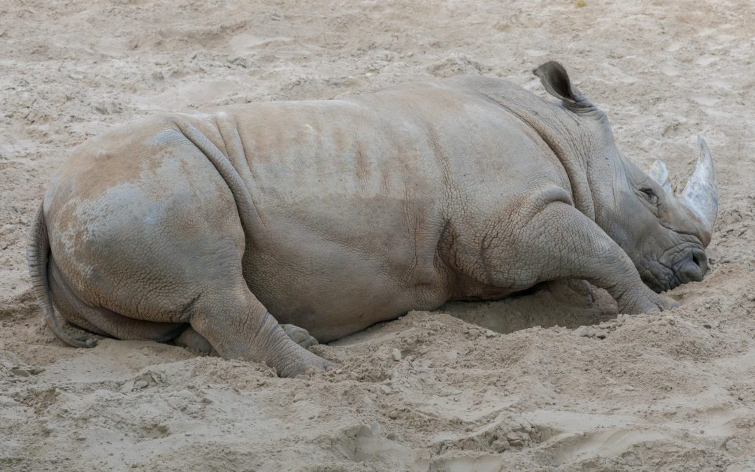 What You Need To Know About The Sumatran Rhino And How To Help Save Them