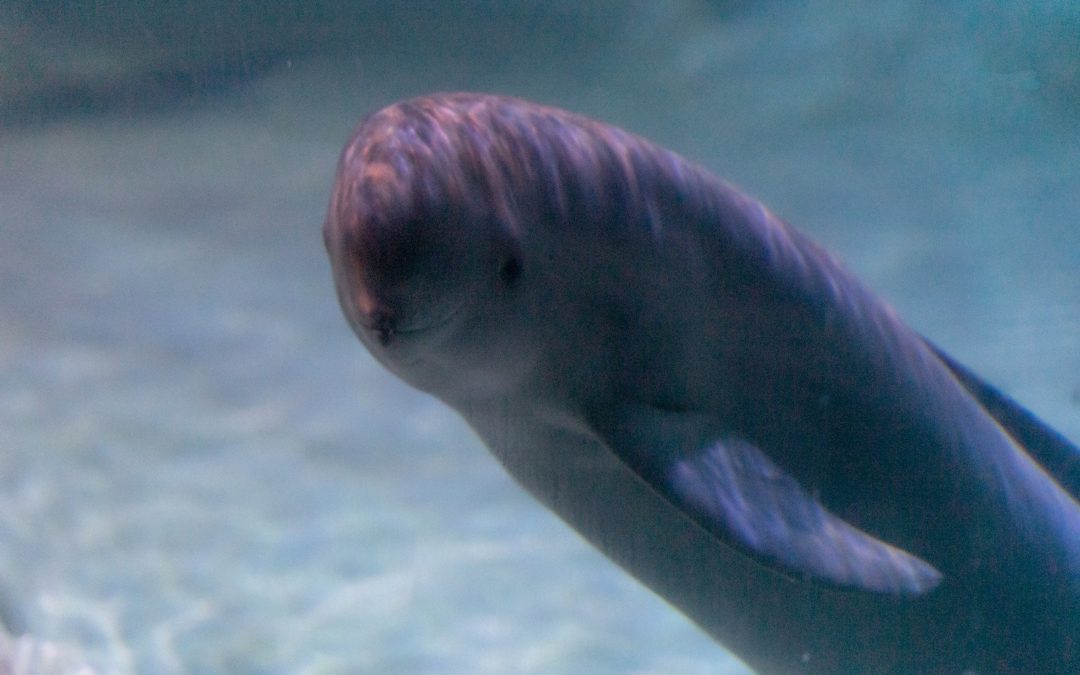 Saving The Porpoise: The Finless Porpoise are Disappearing
